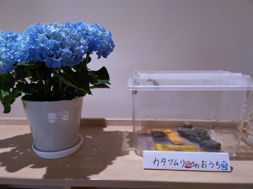 ６月といえば・・・