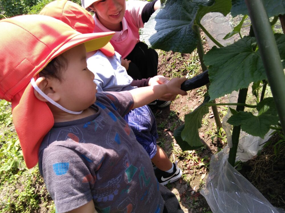 夏野菜とったぞ～！！