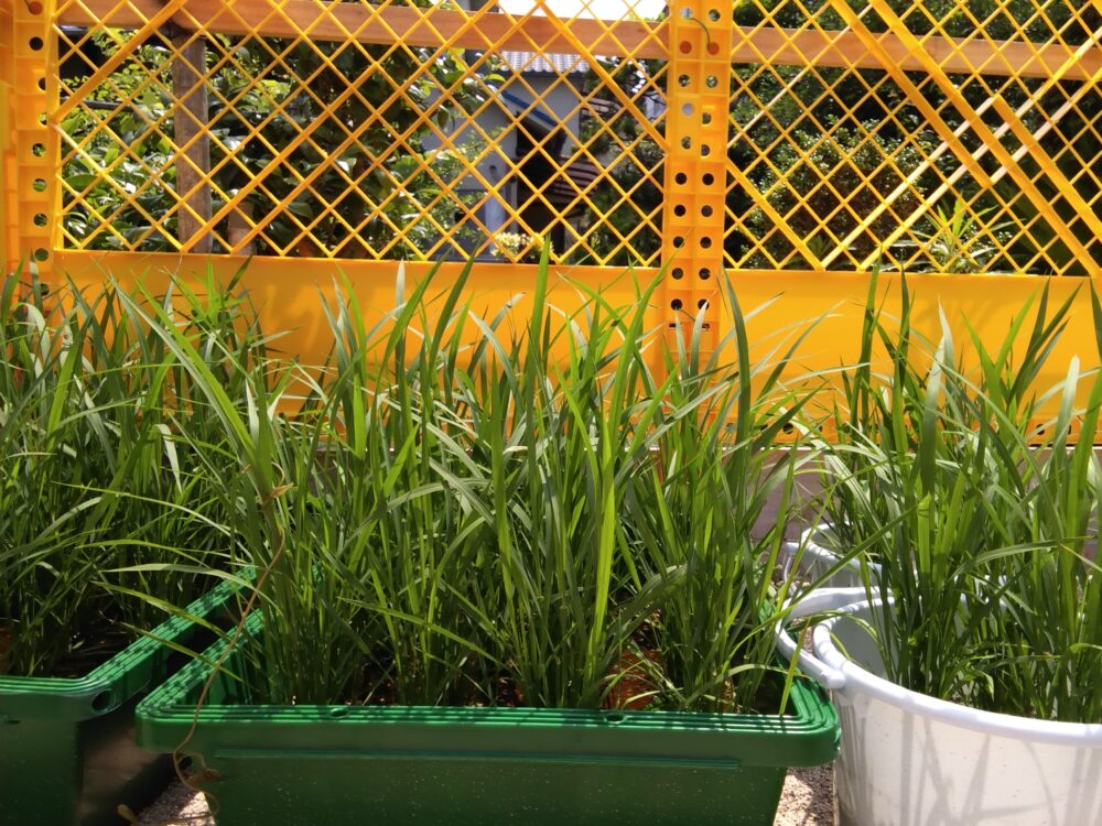 田植えをしました！