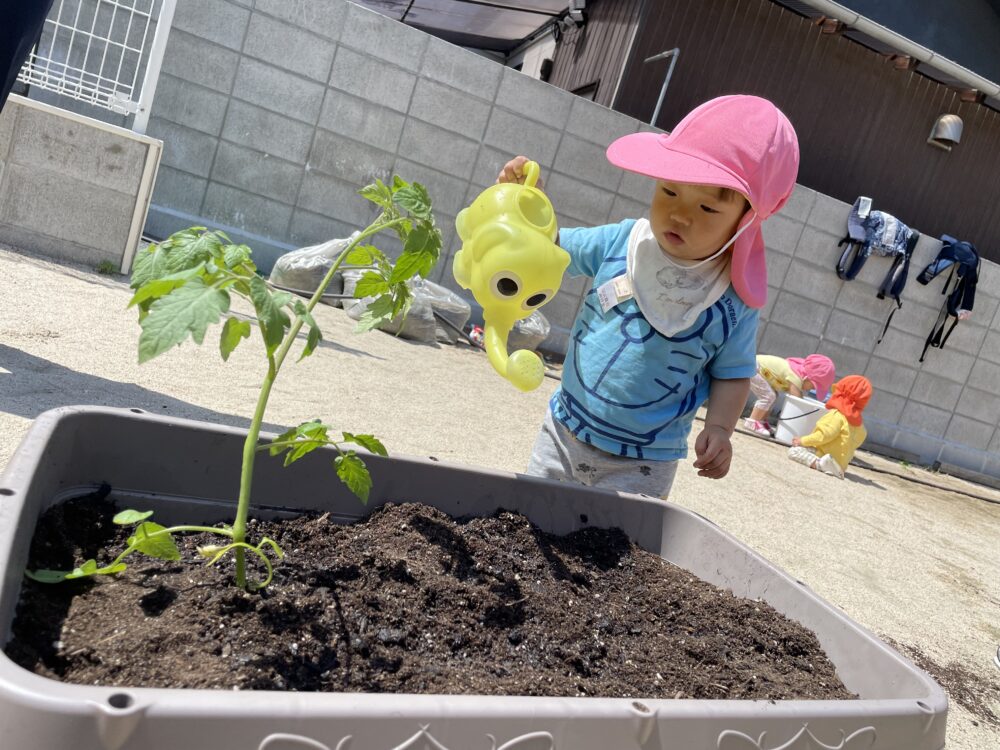 夏野菜の苗植えをしました♪